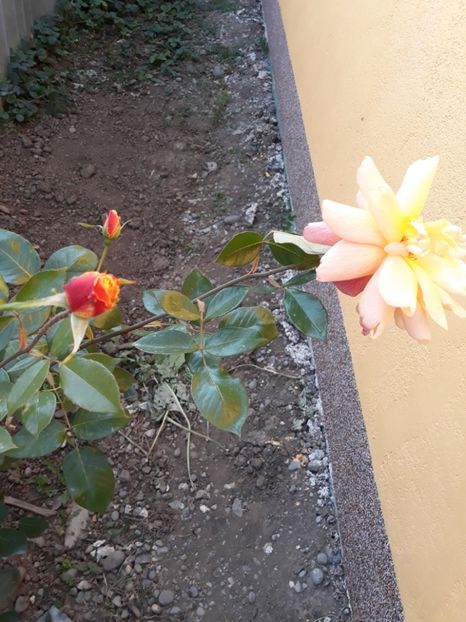  - Trandafir Necunoscut