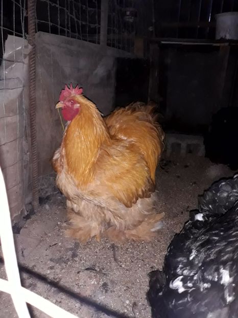  - Pui - tineret 2018