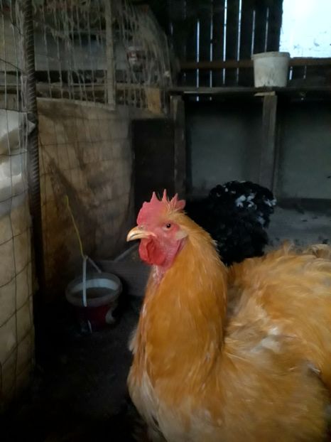  - Pui - tineret 2018