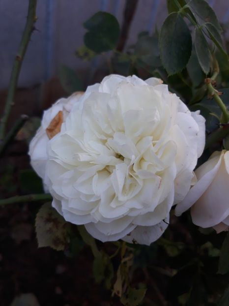  - Trandafir prins din butas de la marceladumitran