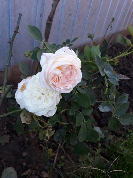  - Trandafir prins din butas de la marceladumitran