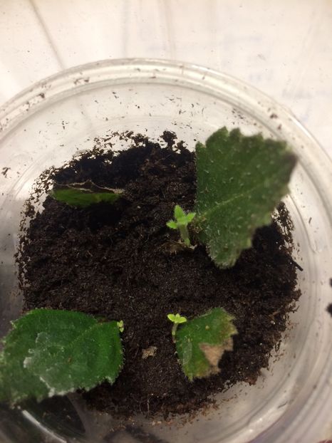 Giselle 10.10.2018 - Din frunze