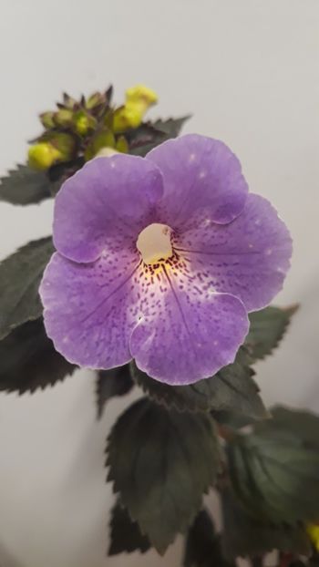  - R18 Texas Spotted Leopard xA - renuntat