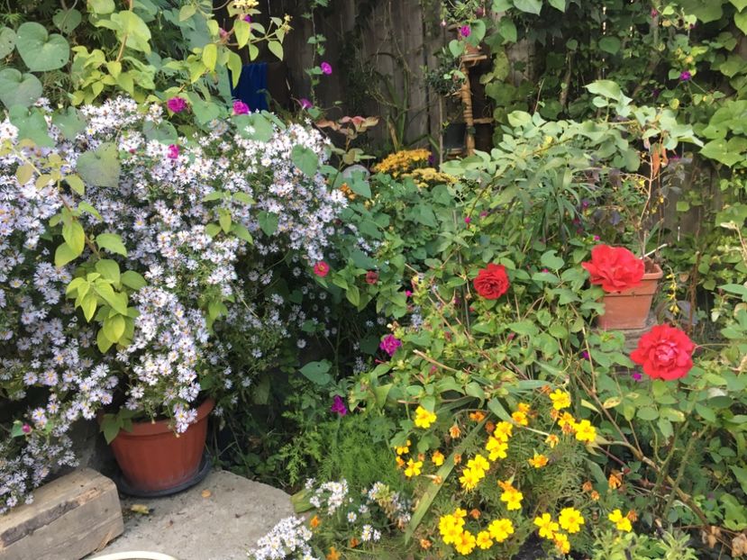 92511377-0C5E-40C0-9FCA-1B8611D76688 - Octombrie