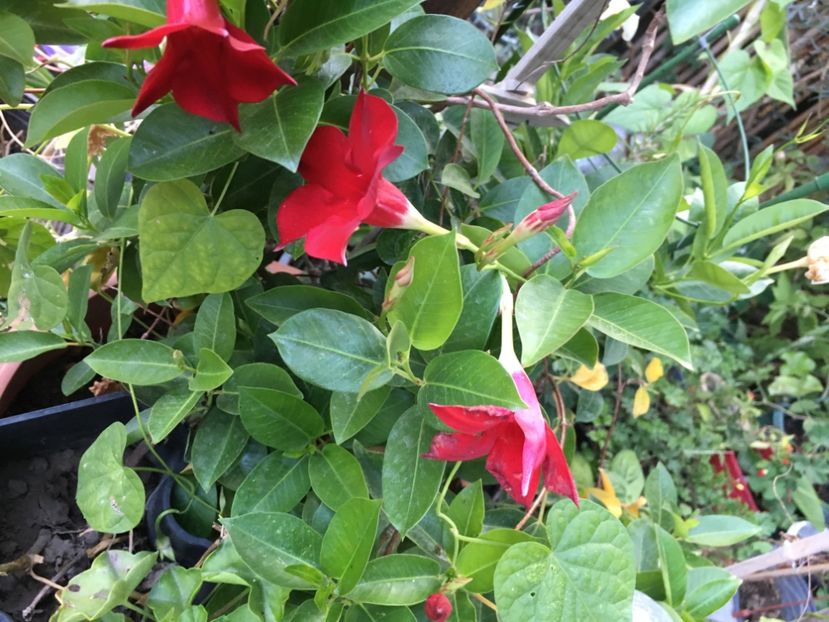 E8C970F5-DF3D-4E54-A2CD-97DC35176E02 - Octombrie