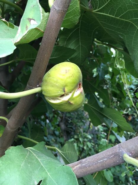 DB6E3248-C4A6-4FB9-930C-A8C0984AF723 - Octombrie