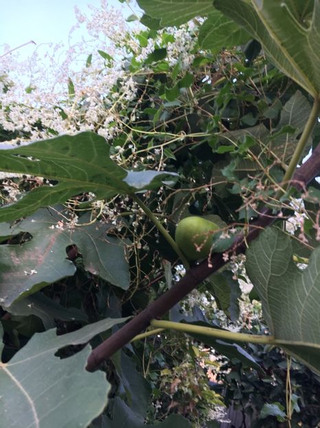 9946A481-0EA6-4B6D-B028-6B70F77E85C9 - Octombrie