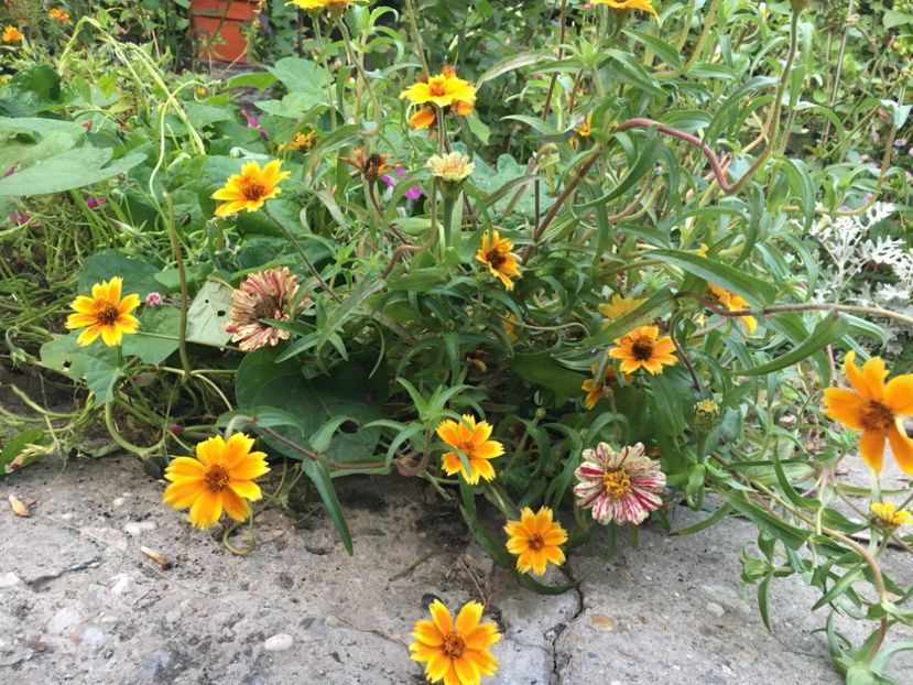 D3434753-8AE7-4180-86CA-45B9AA0E38CA - Octombrie