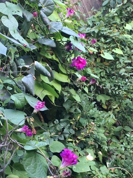 ED1E1CFD-BAE7-439F-A9DF-41AA710BC656 - Octombrie