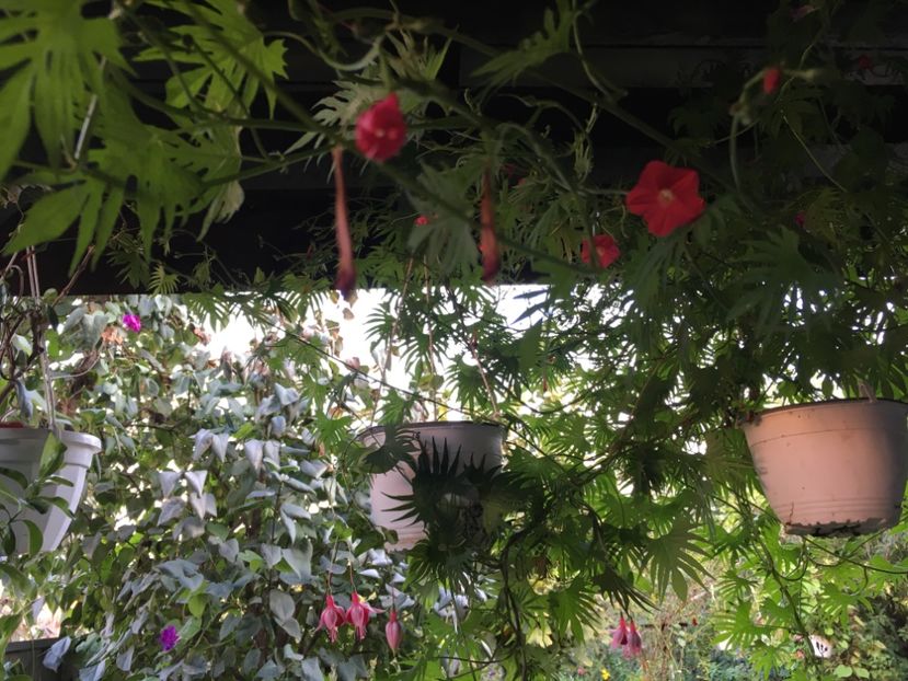 4E7492C7-C654-4AA3-B472-7292E6960E21 - Octombrie