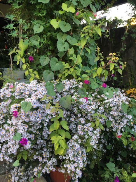 B98EE896-2635-42EC-8343-F574ED318324 - Octombrie