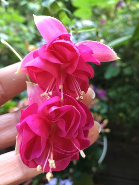 Provence - Fucsii 2018