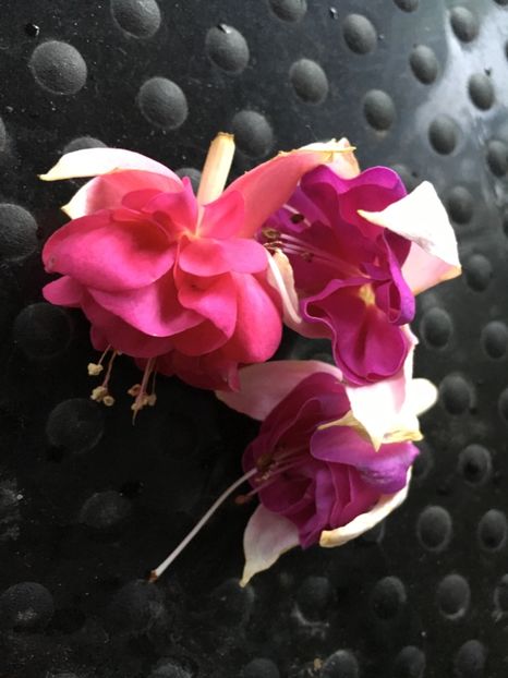 Provence și lorainne - Fucsii 2018