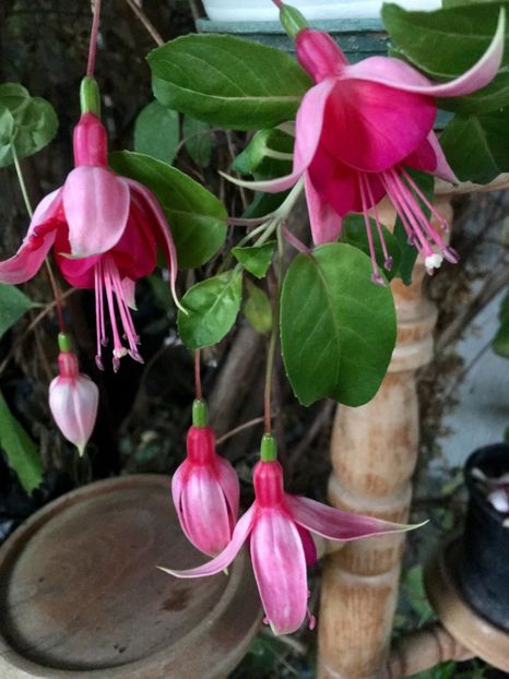 cascade - Fucsii 2018