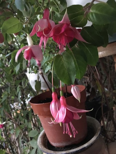 cascade, Provence , Paula, savoy - Fucsii 2018