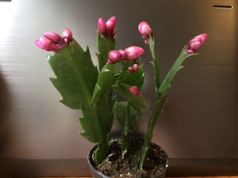  - Cactusi si suculente