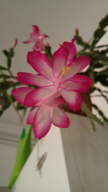  - florile toate 2017 2018