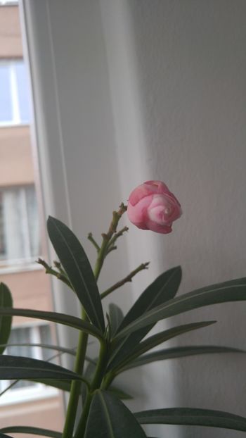  - florile toate 2017 2018