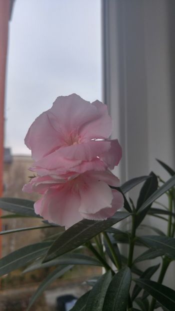 20171207_101851_HDR - florile toate 2017 2018
