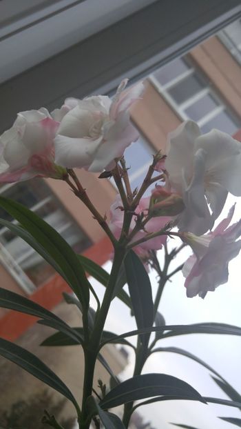  - florile toate 2017 2018