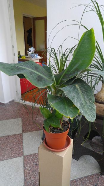  - florile toate 2017 2018