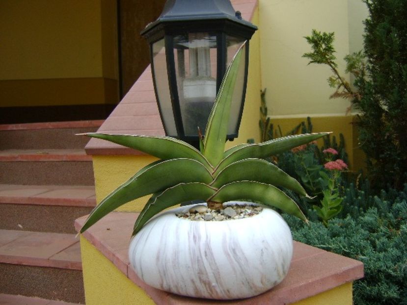 Sansevieria lavranos #24334 - Suculente 2018