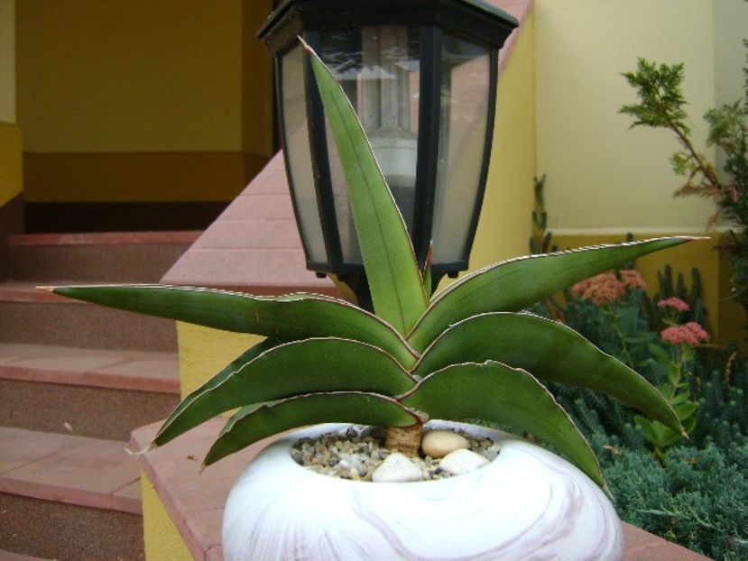 Sansevieria lavranos #24334 - Suculente 2018