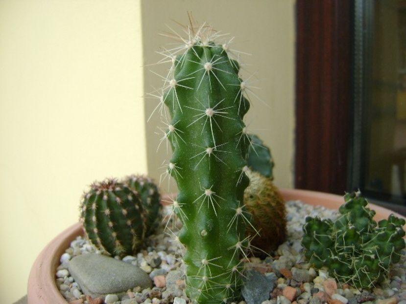 Echinocereus stramineus (Strawberry Cactus sau Pitaya) - Cactusi 2018 continuare