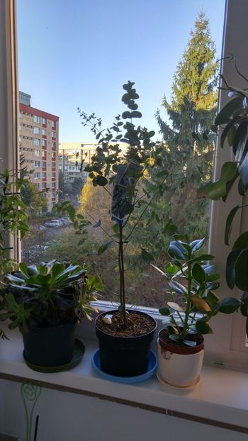 20171106_074902_HDR - florile toate 2017 2018