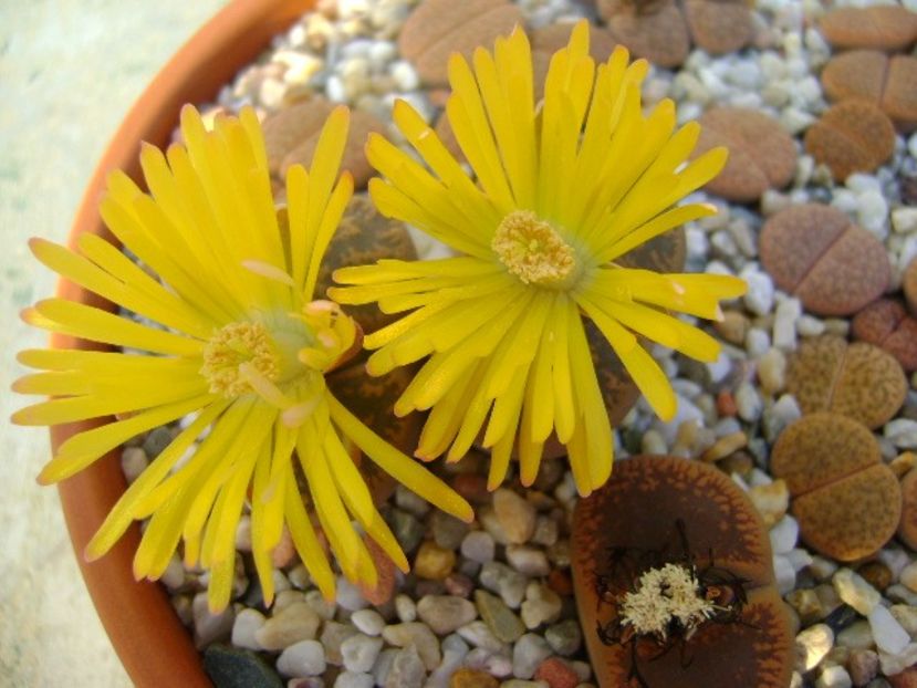 Lithops - Suculente 2018