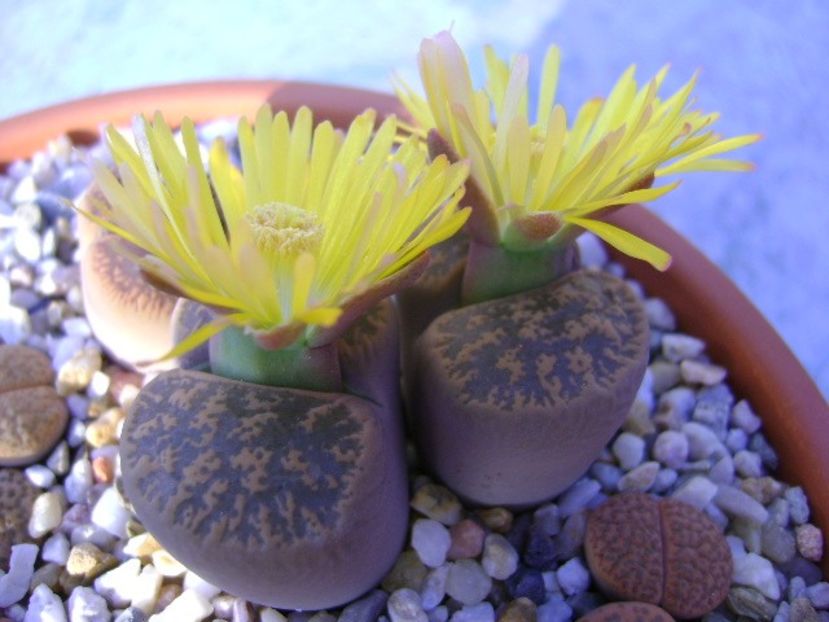 Lithops - Suculente 2018