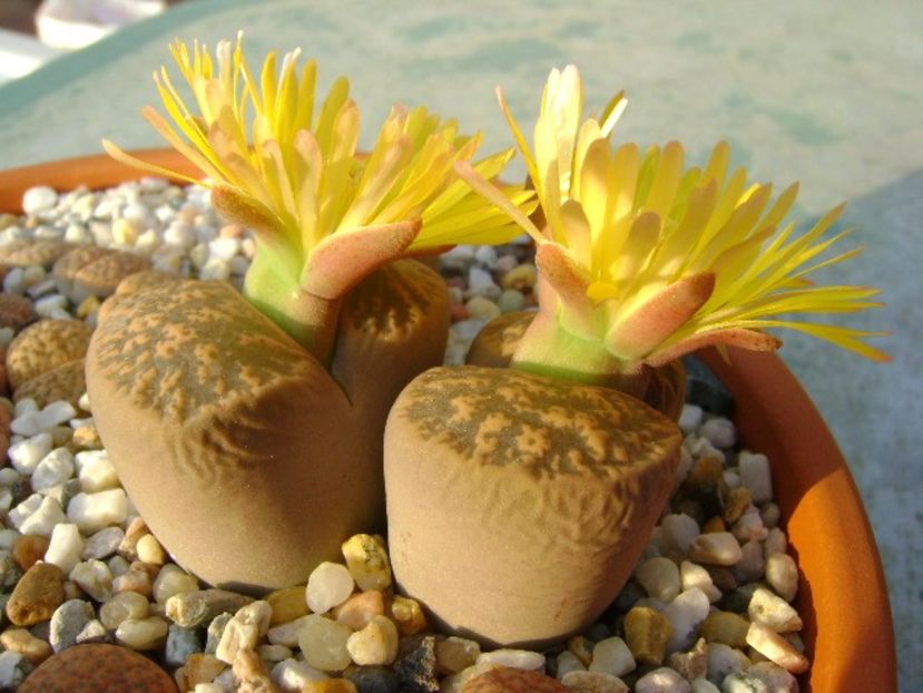 Lithops - Suculente 2018