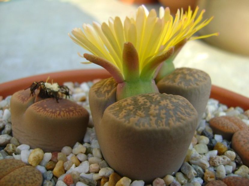 Lithops - Suculente 2018