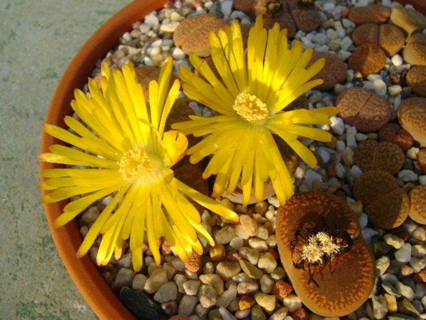Lithops - Suculente 2018
