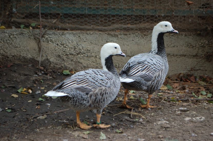  - Gaste Imperiale - Anser canagica