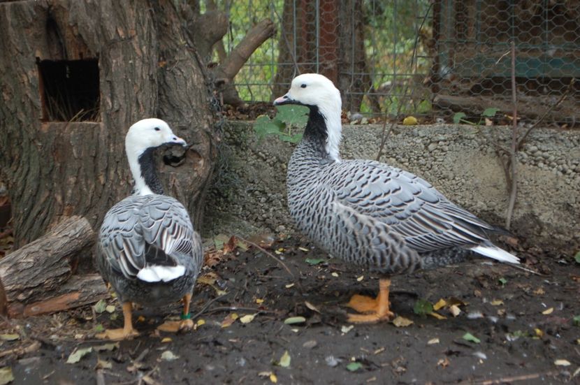  - Gaste Imperiale - Anser canagica