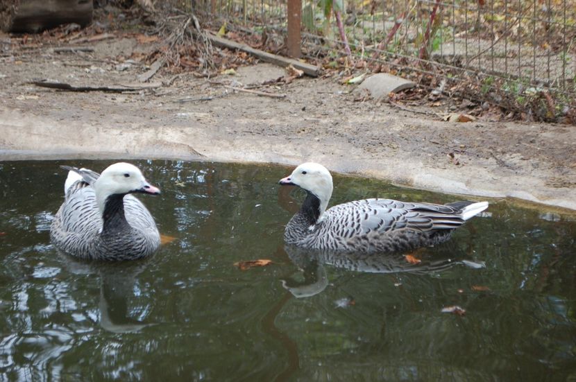  - Gaste Imperiale - Anser canagica