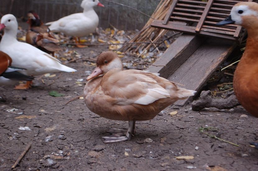  - Rata cu ciuf - varietate galbena