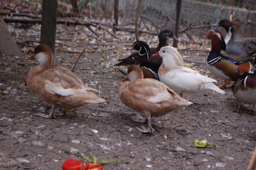  - Rata cu ciuf - varietate galbena