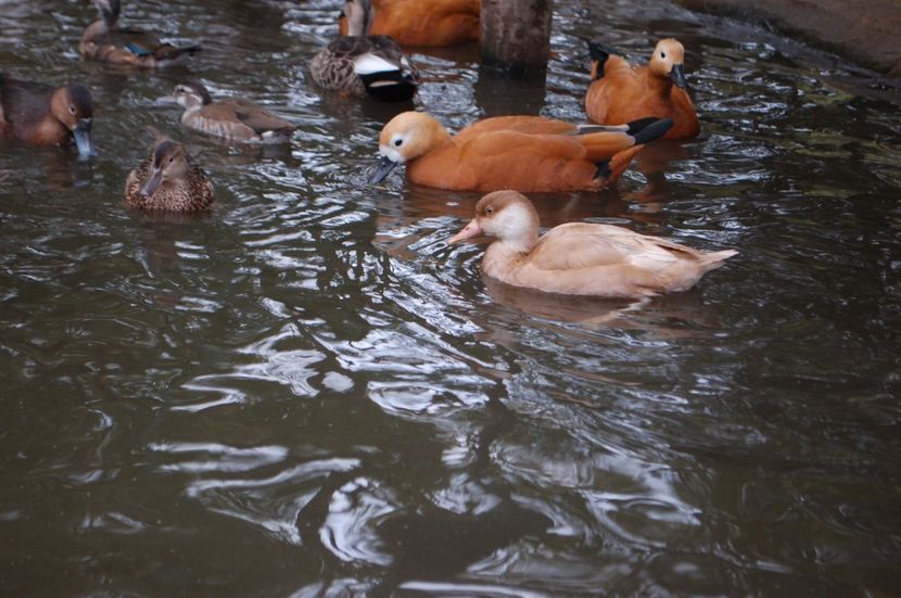  - Rata cu ciuf - varietate galbena