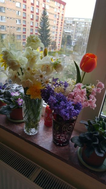 20170404_083642_HDR - florile toate 2017 2018