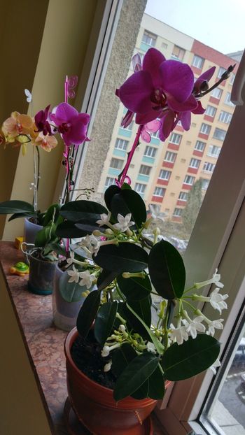 20170326_102842_HDR - florile toate 2017 2018