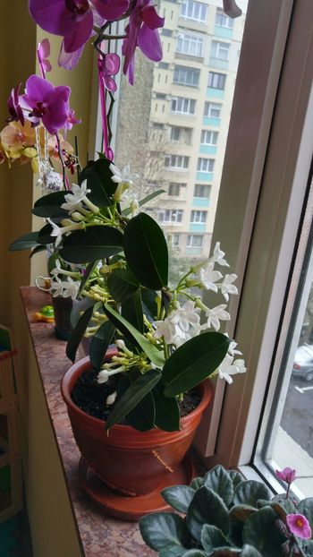 20170326_102422_HDR - florile toate 2017 2018