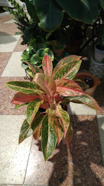  - aglaonema 2018