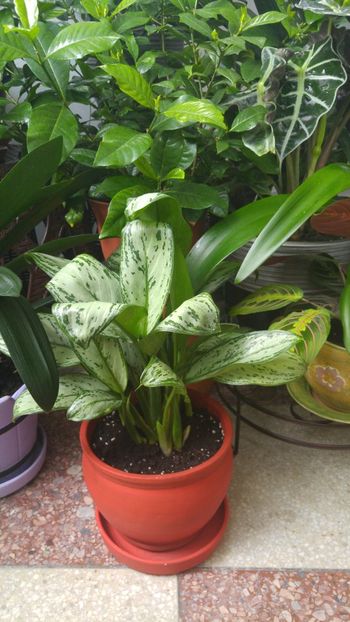  - aglaonema 2018