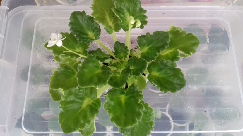 White Madona - ZZ T White Madona