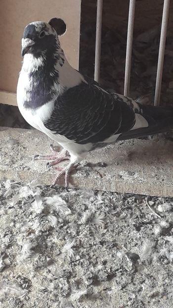  - Standard romanesc vechi si foarte usori