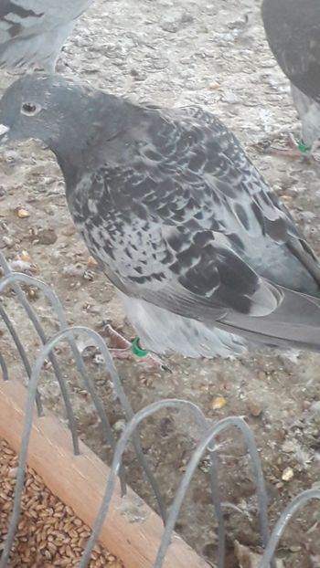  - Standard romanesc vechi si foarte usori
