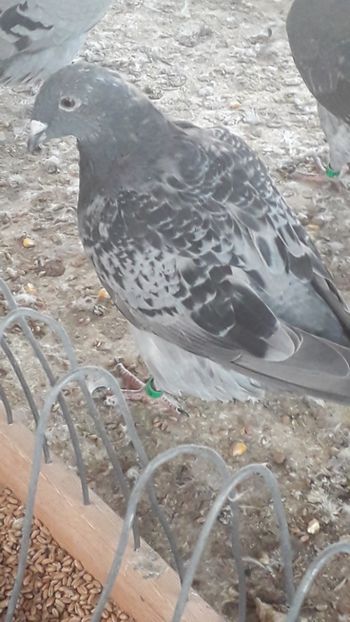  - Standard romanesc vechi si foarte usori