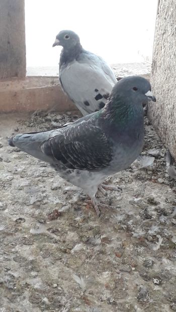  - Standard romanesc vechi si foarte usori
